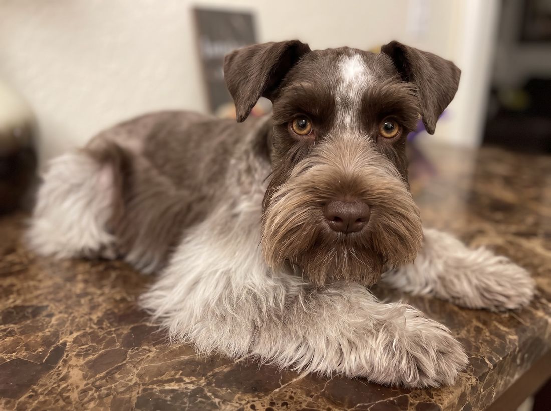 Rendering of Hershey as an adult: a chocolate and white miniature schnauzer lying on a counter