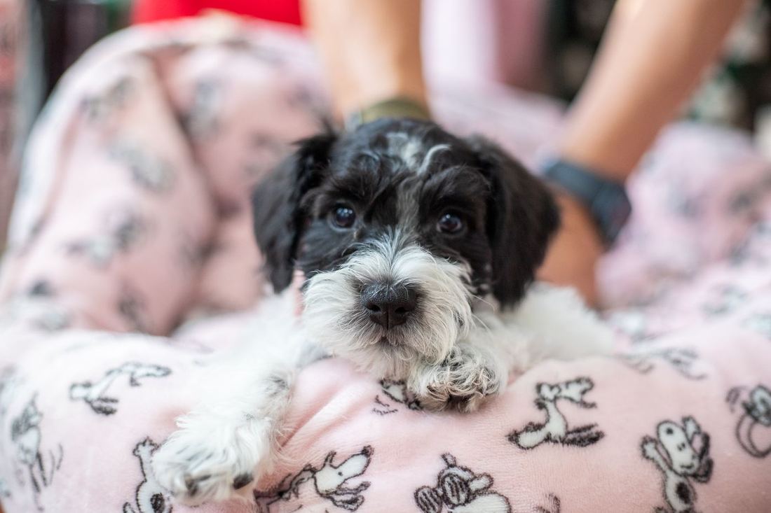 Black and white parti puppy lying on a pink blanket