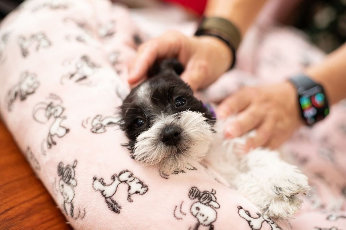 A parti puppy being petted on a pink blanket