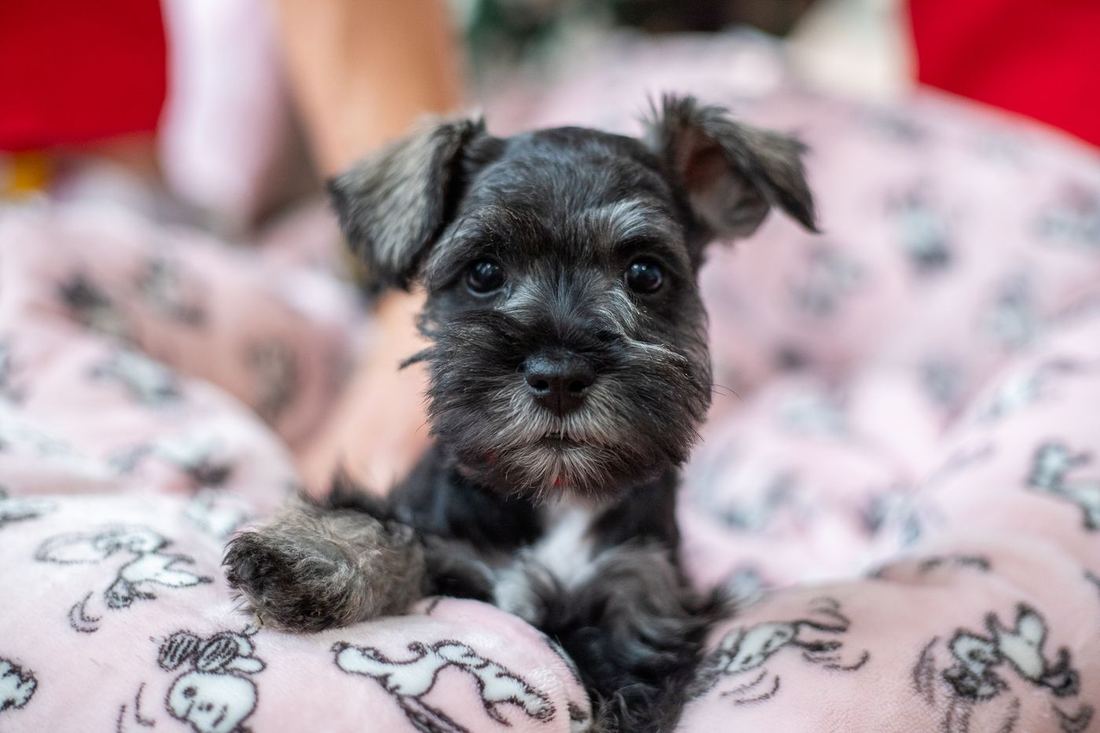A black puppy looking at the camera from a pink blanket