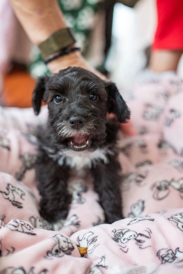 A black puppy sitting on a pink blanket