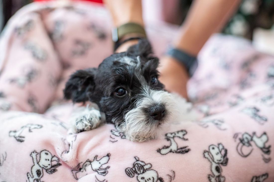 A black puppy curled up on a blanket