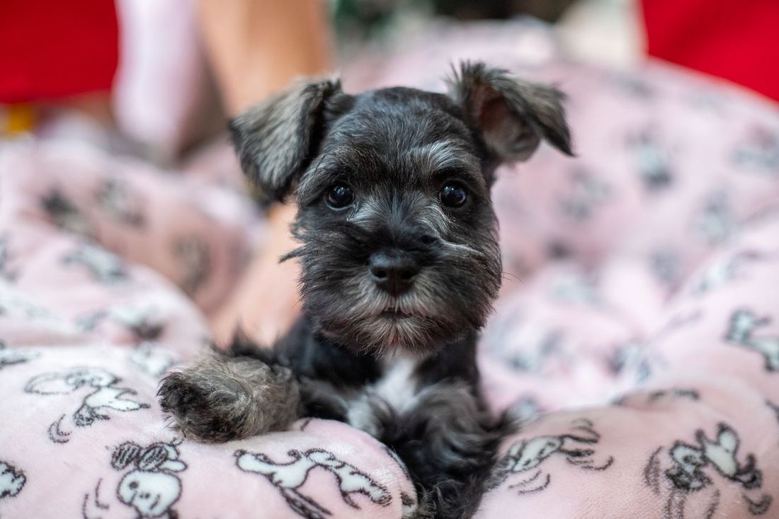 Another view of a black puppy on a pink blanket