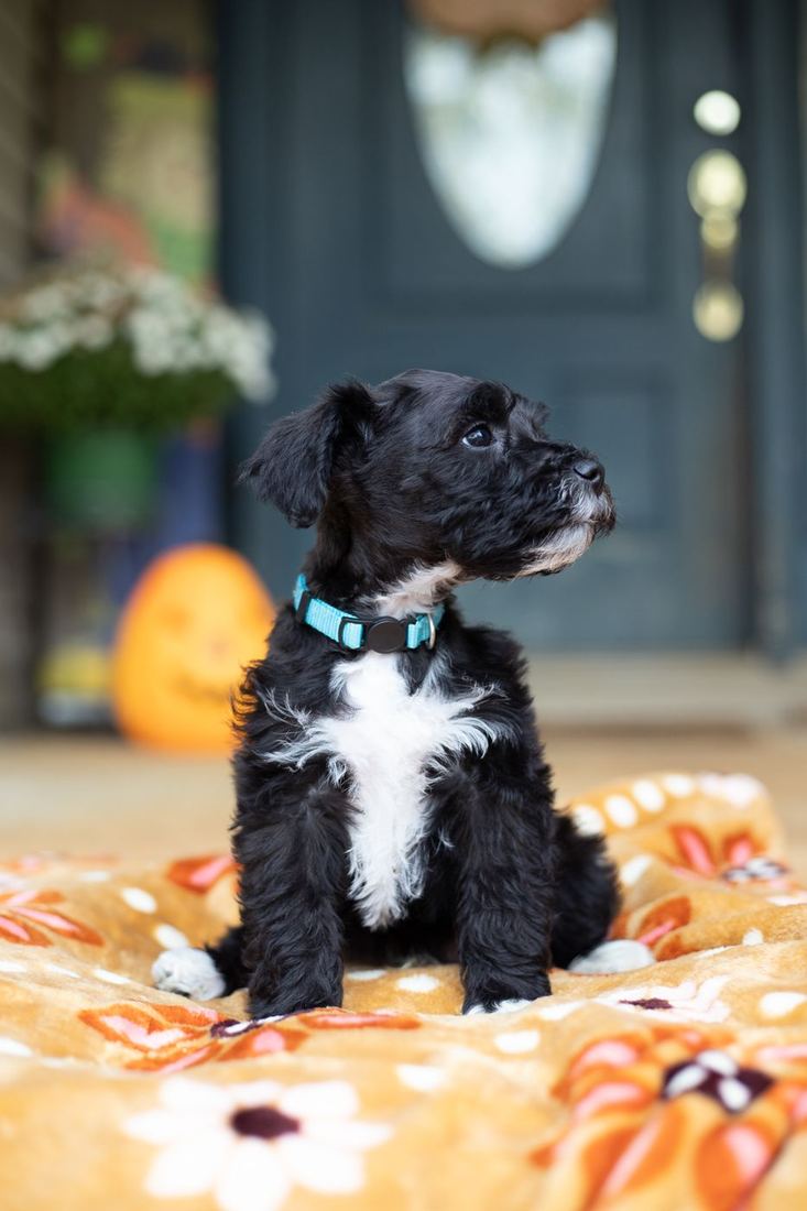 Murphy, a black puppy with a white chest, wearing a blue collar on the porch
