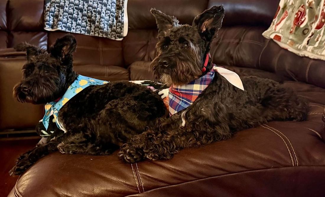 Mack and Maggie, two black and silver miniature schnauzers, resting together on a leather couch in bandanas